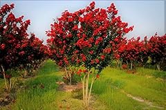 Red rocket crape for sale  Delivered anywhere in USA 