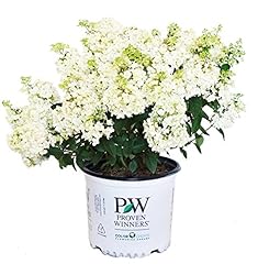 Proven winners hydrangea for sale  Delivered anywhere in USA 