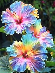 Perennial hibiscus flower for sale  Delivered anywhere in USA 