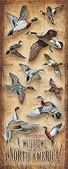 Common waterfowl north for sale  Delivered anywhere in USA 