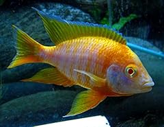 Nationwide fish live for sale  Delivered anywhere in USA 