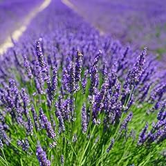 English lavender seeds for sale  Delivered anywhere in USA 