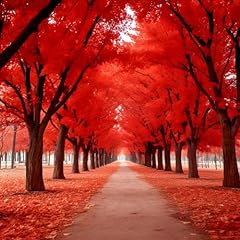 Red maple trees for sale  Delivered anywhere in USA 