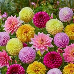 Florium dahlien knollen gebraucht kaufen  Wird an jeden Ort in Deutschland
