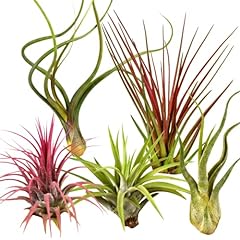 Mixed air plant for sale  Delivered anywhere in UK