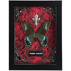 Real butterfly framed for sale  Delivered anywhere in USA 