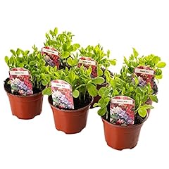 Bedding plants sweet for sale  Delivered anywhere in UK