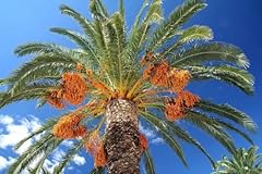 Medjool date palm for sale  Delivered anywhere in USA 