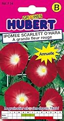 Graines ipomée scarlett d'occasion  Livré partout en France