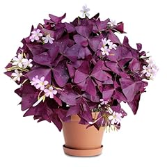 20pcs purple shamrocks for sale  Delivered anywhere in USA 