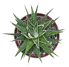 Waterspout cactus succulent for sale  Delivered anywhere in USA 