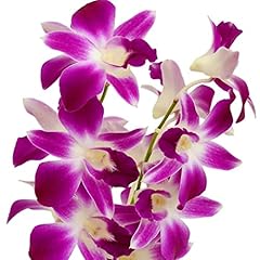 Hawaiian dendrobium orchid for sale  Delivered anywhere in USA 