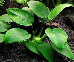 Anubias beautiful live for sale  Delivered anywhere in USA 