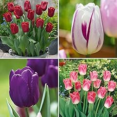 Tulip collection different for sale  Delivered anywhere in UK