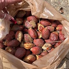 10pcs sago palm for sale  Delivered anywhere in USA 