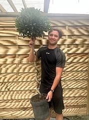 5ft spiral stem for sale  Delivered anywhere in UK