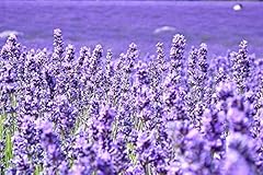 Lavender provance 100 for sale  Delivered anywhere in USA 