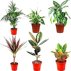 Indoor plants real for sale  Delivered anywhere in Ireland