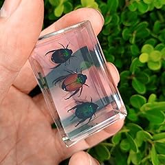Earnmore insect resin for sale  Delivered anywhere in UK