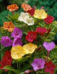 Mirabilis jalapa mix usato  Spedito ovunque in Italia 