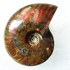 Lixuan ammonite fossil for sale  Delivered anywhere in USA 