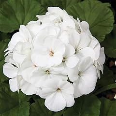 Maverick series geranium for sale  Delivered anywhere in USA 