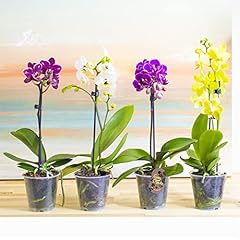 Phalaenopsis blume moth for sale  Delivered anywhere in UK