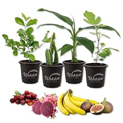 Fruit fiesta variety for sale  Delivered anywhere in USA 