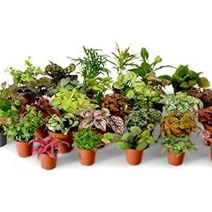 Terrarium plant mix for sale  Delivered anywhere in UK
