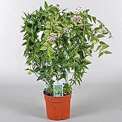 Hoya lanceolata bella for sale  Delivered anywhere in UK