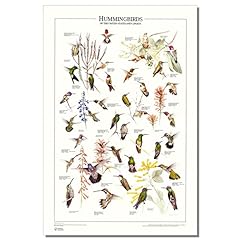 Charting nature hummingbird for sale  Delivered anywhere in USA 