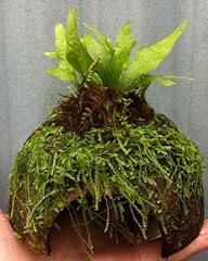 Java fern java for sale  Delivered anywhere in UK