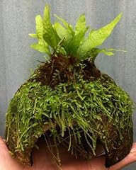 Java fern java for sale  Delivered anywhere in UK