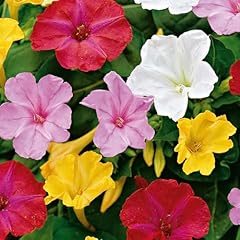 Bloomique 5er mix gebraucht kaufen  Wird an jeden Ort in Deutschland