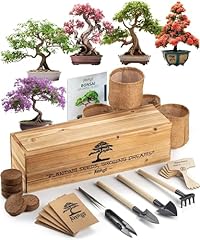 Avergo bonsai tree for sale  Delivered anywhere in USA 