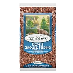 Morning song dove for sale  Delivered anywhere in USA 