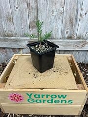 Giant redwood sequoiadendron for sale  Delivered anywhere in UK