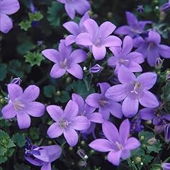Campanula muralis major for sale  Delivered anywhere in UK
