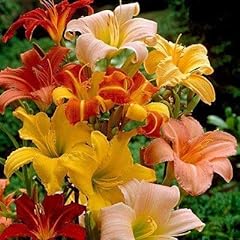 Daylily mix summer for sale  Delivered anywhere in USA 