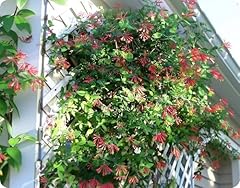 Coral honeysuckle live for sale  Delivered anywhere in USA 