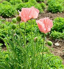 Türkischer mohn königen gebraucht kaufen  Wird an jeden Ort in Deutschland