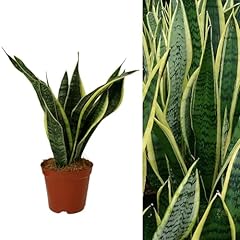 Sansevieria snake plant for sale  Delivered anywhere in UK