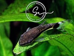 Swimming creatures live for sale  Delivered anywhere in USA 