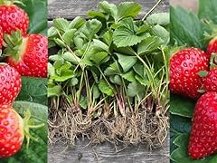 Carbeth plants strawberry for sale  Delivered anywhere in UK