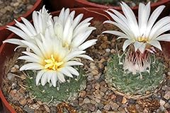 Seeds strombocactus disciformi for sale  Delivered anywhere in UK