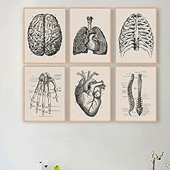 Human Anatomy Artwork Medical Wall Picture Muscle Skeleton Vintage Poster Nordic Canvas Print Education Painting Modern Decor(unframed) for sale  Delivered anywhere in Canada
