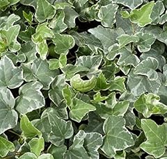 Hedera glacier variegated for sale  Delivered anywhere in UK