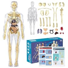 Nizirioo modello anatomico usato  Spedito ovunque in Italia 