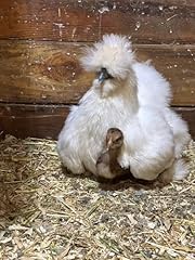 Silkie hatching eggs for sale  Delivered anywhere in USA 