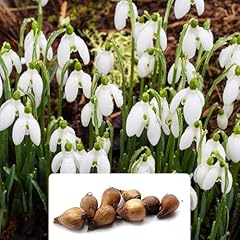 Snowdrops bulbs fragrant for sale  Delivered anywhere in UK